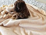 Korekan Toy Poodle Yavrular