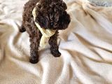 Korekan Toy Poodle Yavrular