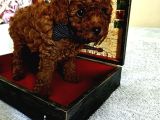 Korekan Toy Poodle Yavrular