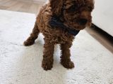 Korekan Toy Poodle Yavrular