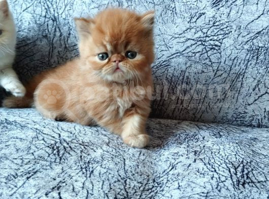Safkan Sağlıklı Yavrularımız görsel