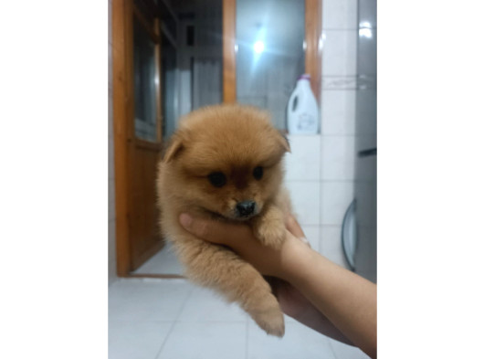 Pomeranian Ev Köpeği Küçük Lina görsel