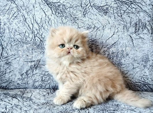 Safkan Sağlıklı Yavrularımız görsel