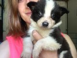 Border Collie Yavrular