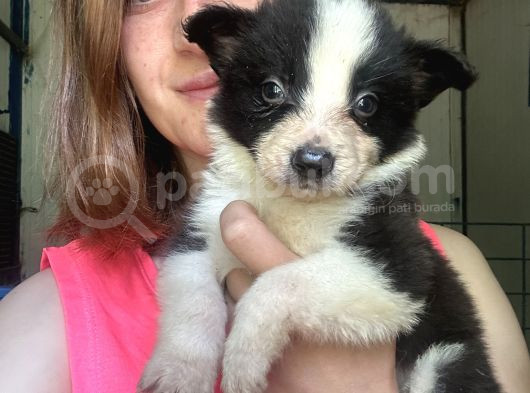 Border Collie Yavrular görsel