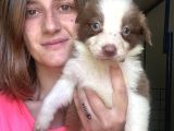 Border Collie Yavrular