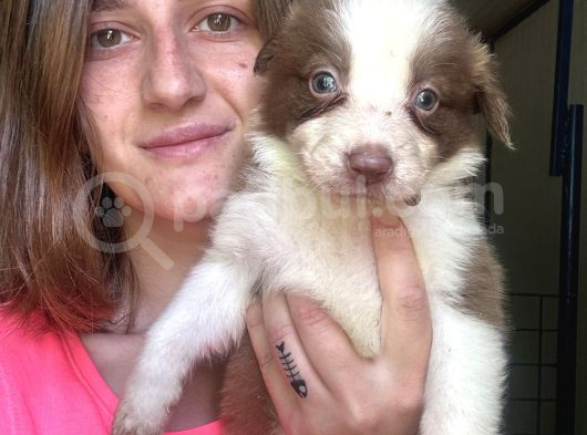 Border Collie Yavrular görsel