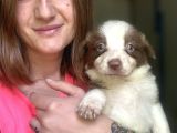 Border Collie Yavrular