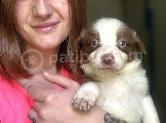 Border Collie Yavrular
