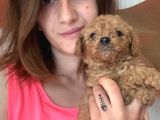 Toy Poodle Bebekler