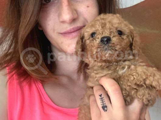 Toy Poodle Bebekler