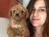 Toy Poodle Bebekler