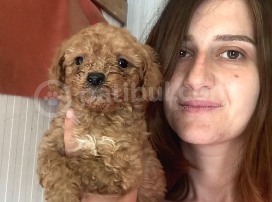 Toy Poodle Bebekler görsel