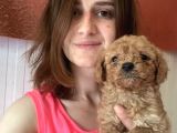Toy Poodle Bebekler