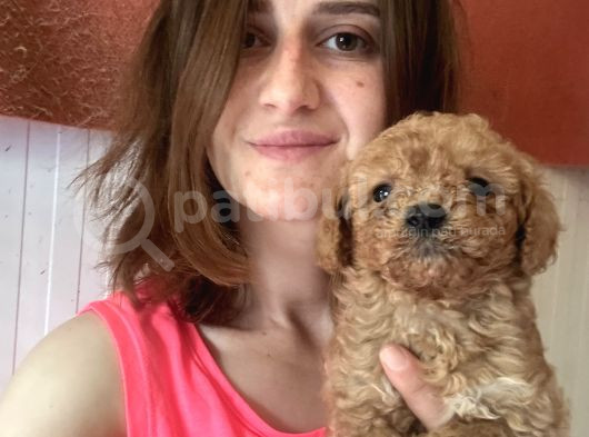 Toy Poodle Bebekler görsel