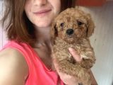 Toy Poodle Bebekler