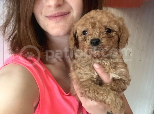 Toy Poodle Bebekler görsel