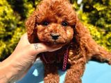 ORİJİNAL KORE KAN TEACUP POODLE BEBEKLER