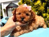 Ori̇ji̇nal Kore Kan Teacup Poodle Bebekler
