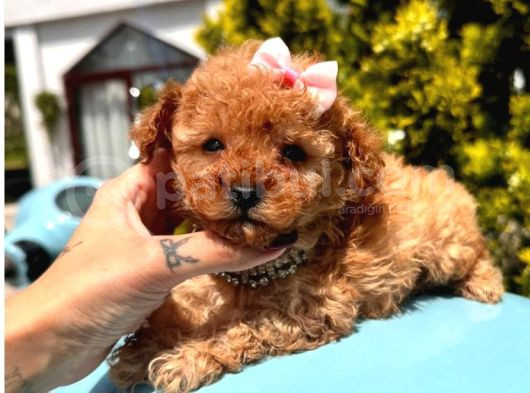 Ori̇ji̇nal Kore Kan Teacup Poodle Bebekler görsel
