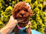 Ori̇ji̇nal Kore Kan Teacup Poodle Bebekler