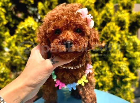 Ori̇ji̇nal Kore Kan Teacup Poodle Bebekler görsel