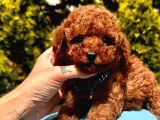 Ori̇ji̇nal Kore Kan Teacup Poodle Bebekler