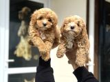 Wc Eğitimli Poodle Ayarında Mini Boy Maltipoo Yavrularımız