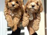 Wc Eğitimli Poodle Ayarında Mini Boy Maltipoo Yavrularımız