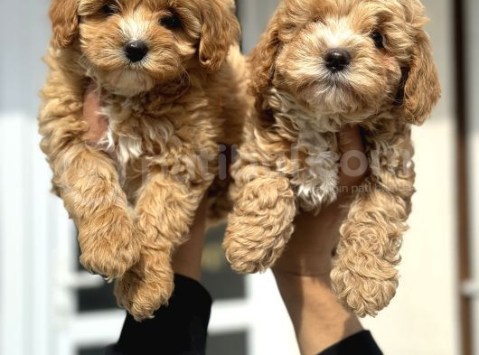 Wc Eğitimli Poodle Ayarında Mini Boy Maltipoo Yavrularımız görsel