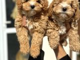 Wc Eğitimli Poodle Ayarında Mini Boy Maltipoo Yavrularımız