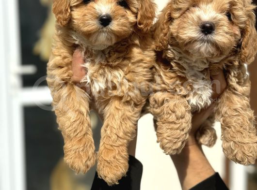 Wc Eğitimli Poodle Ayarında Mini Boy Maltipoo Yavrularımız görsel
