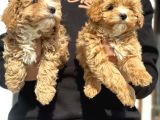 Wc Eğitimli Poodle Ayarında Mini Boy Maltipoo Yavrularımız