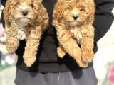 Wc Eğitimli Poodle Ayarında Mini Boy Maltipoo Yavrularımız
