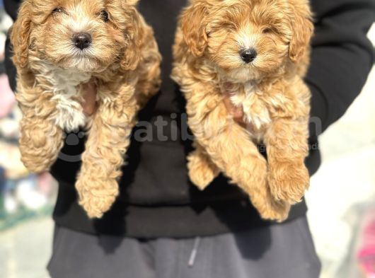 Wc Eğitimli Poodle Ayarında Mini Boy Maltipoo Yavrularımız