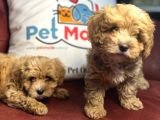 Wc Eğitimli Poodle Ayarında Mini Boy Maltipoo Yavrularımız