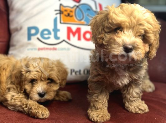 Wc Eğitimli Poodle Ayarında Mini Boy Maltipoo Yavrularımız görsel