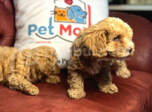 Wc Eğitimli Poodle Ayarında Mini Boy Maltipoo Yavrularımız görsel