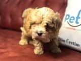 Wc Eğitimli Poodle Ayarında Mini Boy Maltipoo Yavrularımız