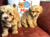 Wc Eğitimli Poodle Ayarında Mini Boy Maltipoo Yavrularımız