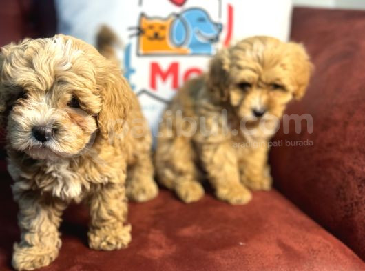 Wc Eğitimli Poodle Ayarında Mini Boy Maltipoo Yavrularımız görsel