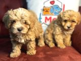 Wc Eğitimli Poodle Ayarında Mini Boy Maltipoo Yavrularımız