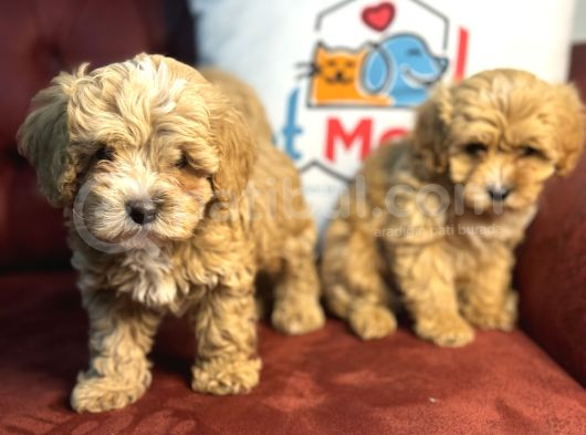Wc Eğitimli Poodle Ayarında Mini Boy Maltipoo Yavrularımız görsel
