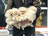 Show Kalite Kore Mini Pomeranian Boo Yavrularımız