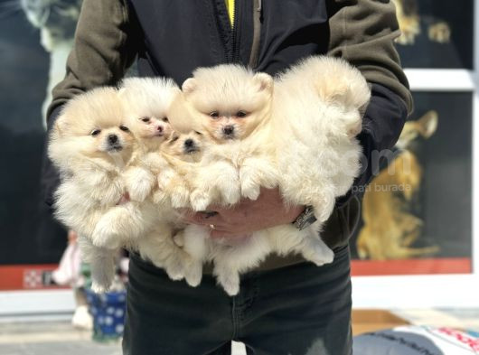 Show Kalite Kore Mini Pomeranian Boo Yavrularımız görsel