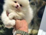 Show Kalite Kore Mini Pomeranian Boo Yavrularımız