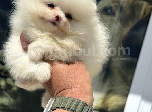 Show Kalite Kore Mini Pomeranian Boo Yavrularımız görsel