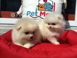 Show Kalite Kore Mini Pomeranian Boo Yavrularımız