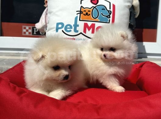 Show Kalite Kore Mini Pomeranian Boo Yavrularımız görsel