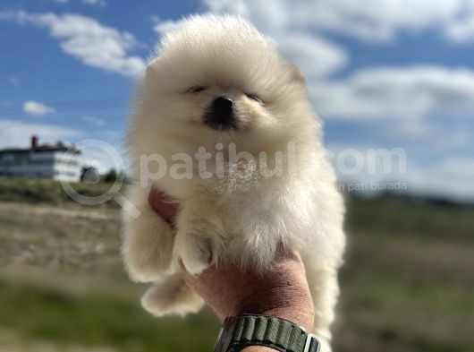 Show Kalite Kore Mini Pomeranian Boo Yavrularımız görsel
